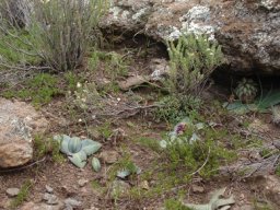 Eucomis schijffii in habitat